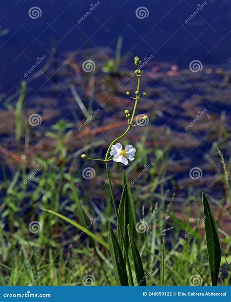 Sagittaria Latifolia Is A Plant Found In Shallow Wetlands Royalty Free