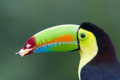 keel billed toucan beak