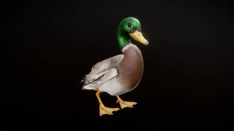 Duck Animation Buy Royalty Free 3d Model By Protofactor Inc