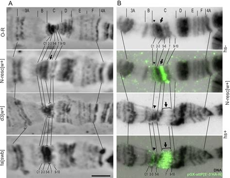 Truncation Of The Notch End Region Changes The Cytological Structure