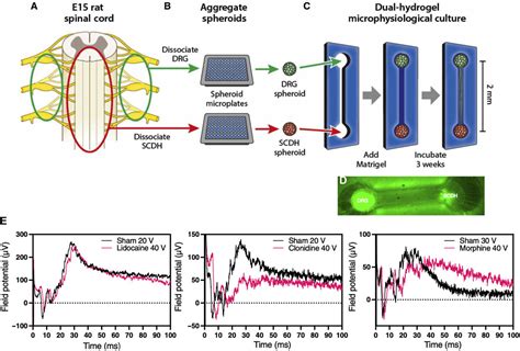 Frontiers Human Organ On A Chip Microphysiological Systems To Model