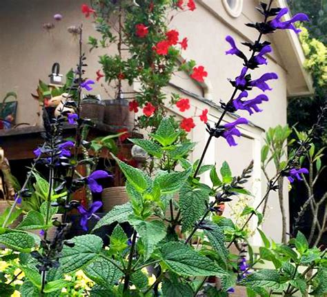 Bodacious Smokey Jazz Salvia Southern Living Plants