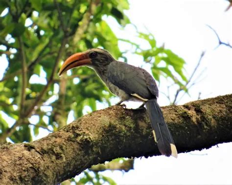 Malabar Grey Hornbill Facts Diet Habitat And Pictures On Animaliabio