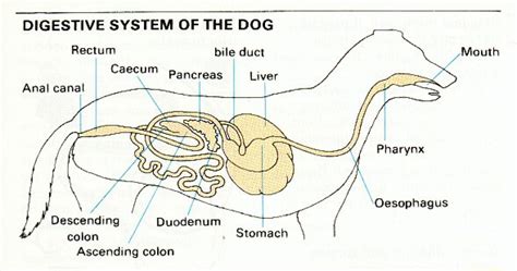 The Digestive System Of A Dog Everything You Need To Know Martlabpro