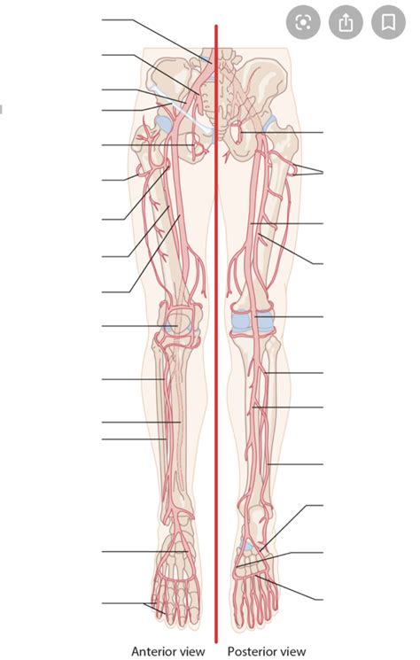 Anterior Hip & Thigh Diagram | Quizlet