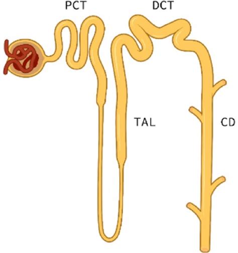 The Nephron With Associated Segments Download Scientific Diagram