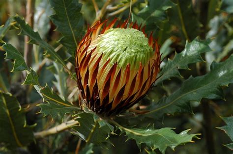 Buy DRYANDRA Quercifolia BANKSIA Heliantha Oak Leaf Dryandra