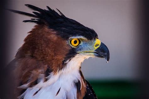 Kostenloses Foto zum Thema: adler, augen, federn