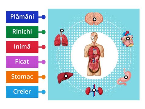 Organele Majore Ale Corpului Uman Labelled Diagram