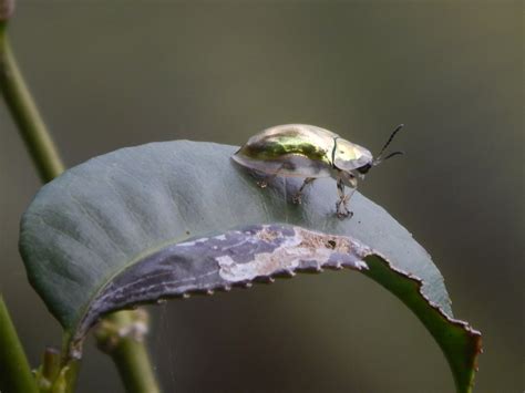 Water Rove Scarab Long Horned Leaf And Snout Beetles From Salame