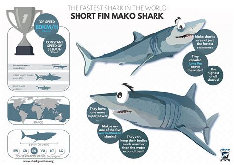 Mako Shark