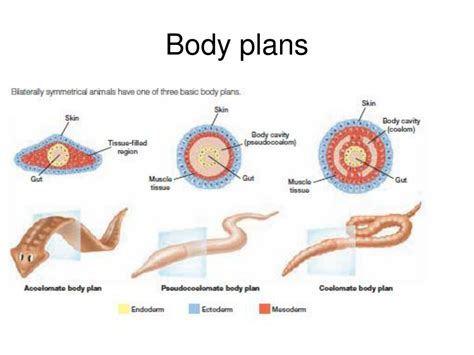 PPT - Introduction to Animals PowerPoint Presentation, free download ...