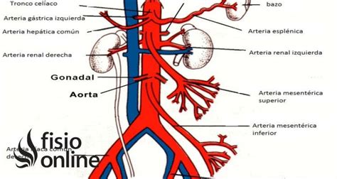 Aorta Qué Es Ubicación Recorrido Ramificaciones Y Lesiones