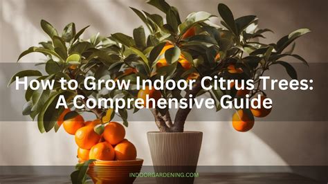 How To Grow Indoor Citrus Trees A Comprehensive Guide Indoor Gardening