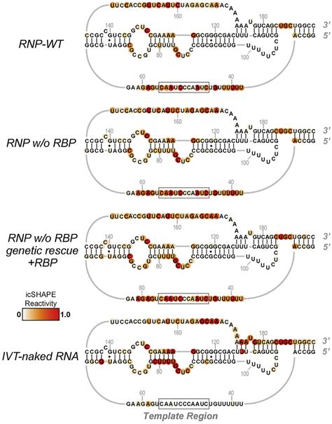 Differential Icshape Profile Of Rnps Vs Naked Rna Distinguishes