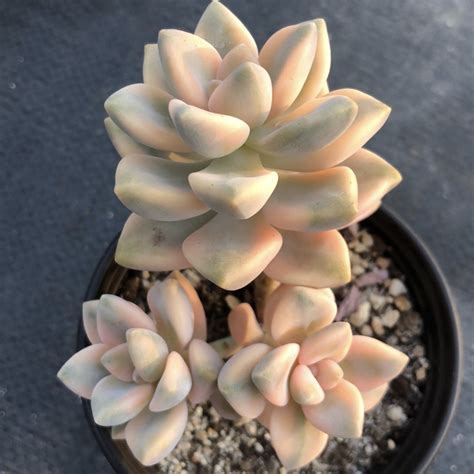 Pachyphytum Apricot Beautyvariegated 90mm Cluster Fm Succulent