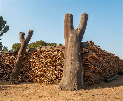 The cork harvesting process — Lafitte