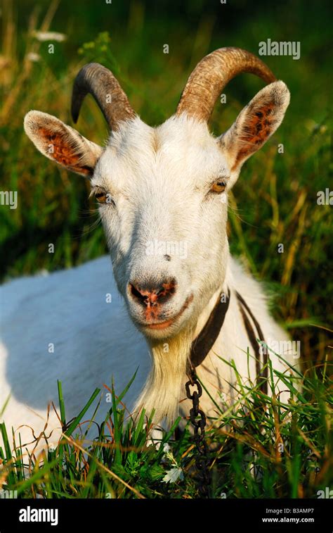 Portrait Of Goatfarm And Farming Concept Stock Photo Alamy