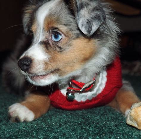 Mini Austrian shepherd blue Merle puppy | Mini australian shepherds ...