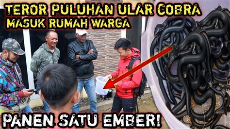 Panen Ular Cobra Satu Ember Dari Rumah Warga Teror Puluhan Ular Cobra