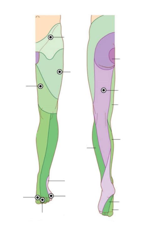 Dermatomes And Cutaneous Map Anterior Leg Diagram Quizlet Porn Sex