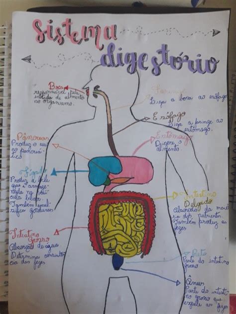 Mapa Mental Sistema Digestorio Blog Canggih Images Porn Sex Picture