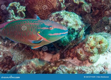 Stoplight Parrotfish Sparisoma Viride Bonaire Leeward Islands Stock