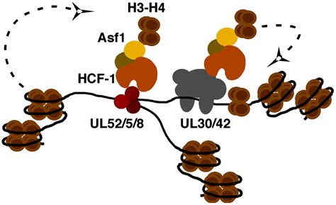 Transcriptional Coactivator Hcf 1 Couples The Histone Chaperone Asf1b To Hsv 1 Dna Replication