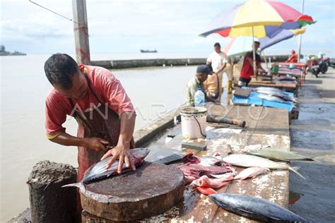 Harga Ikan Segar Naik Di Gorontalo Antara Foto