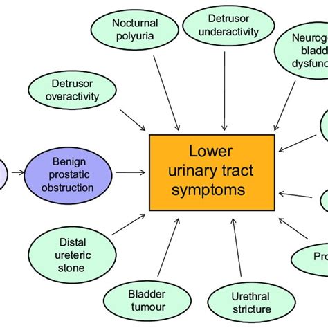 Multifactorial Etiology Of Lower Urinary Tract Symptoms Benign