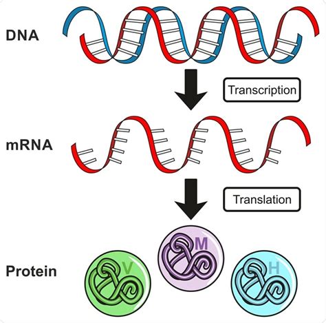 Gene Expression Definition