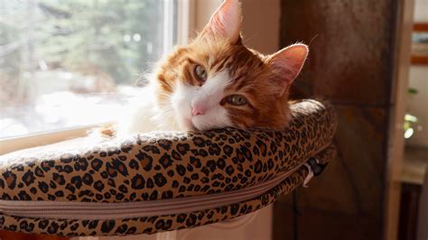 The 6 Best Cat Beds | Tested & Rated