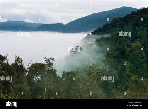 Parque nacional del bosque de nyungwe fotografías e imágenes de alta