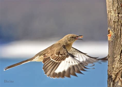 Northern Mockingbird Audubon Field Guide