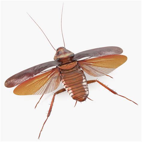 Flying Cockroach T-Pose 3D Model $99 - .3ds .fbx .max .obj - Free3D