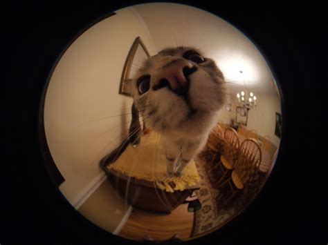 I took a picture of my cat with a fisheye lens : r/pics