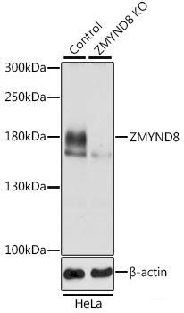 High Affinity And Specificity KO Validated ZMYND8 Polyclonal Antibody