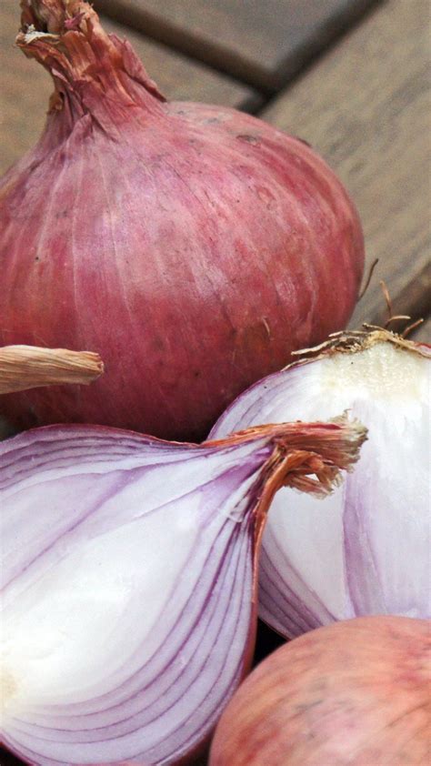 Onion Wallpapers - Top Free Onion Backgrounds - WallpaperAccess