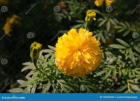 Flores Do Cravo De Defunto Cor Dourada Foto De Stock Imagem De