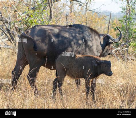 African Buffalo Images Hi Res Stock Photography And Images Alamy