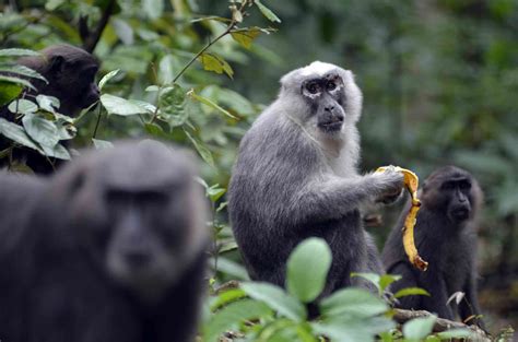 Riset: penebangan hutan di Sulawesi merusak habitat monyet dan kera lokal