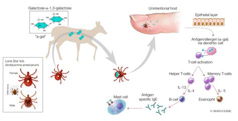 Mayo Clinic Minute A Tick To Blame For The Alpha Gal Meat Allergy