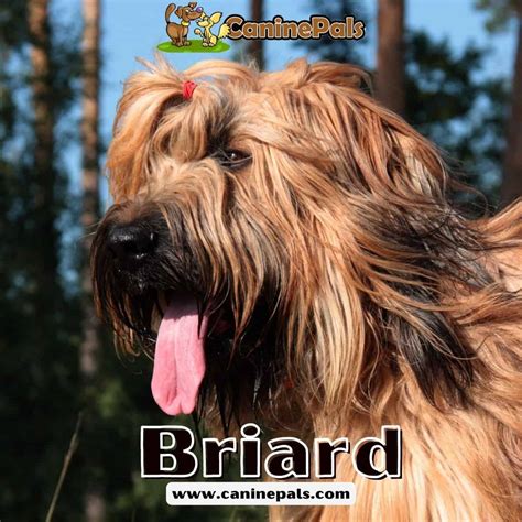 Briard - Canine Pals