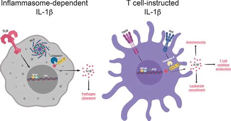 Illustration Of “t Cell Instructed” Il 1β Production By Mps And Its