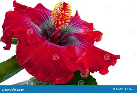 Spanish Lady Hibicus Flower Stock Images - Image: 24325114