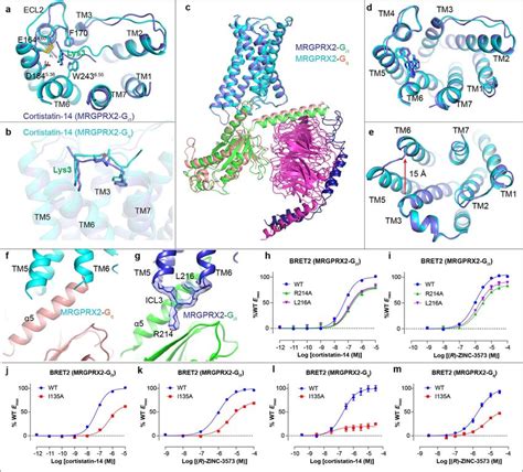 Structural Comparison Of Gq And Gi1 Coupled Mrgprx2 Complex A B