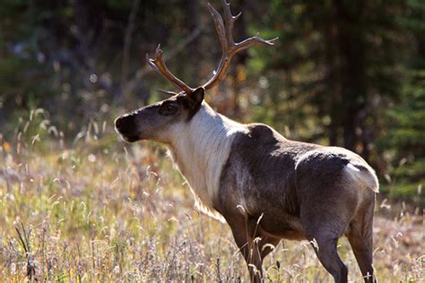 Jasper National Park Woodland Caribou