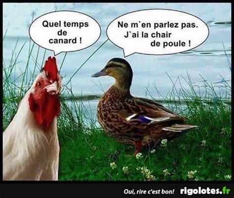 Quel temps de canard Blagues et les meilleures images drôles