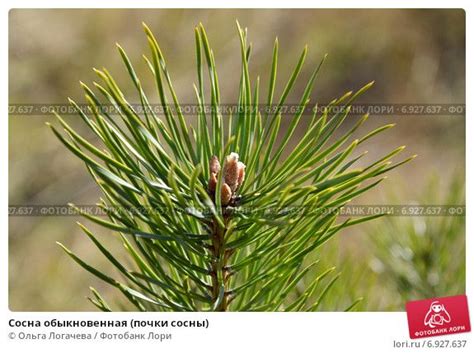 Сосна обыкновенная (почки сосны)