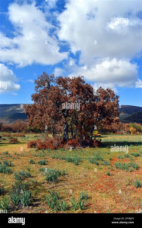 Les Ch Nes Verts Quercus Ilex Affect S Par La S Cheresse Et Le